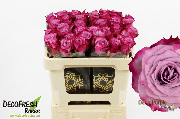 <h4>R Gr Deep Purple</h4>