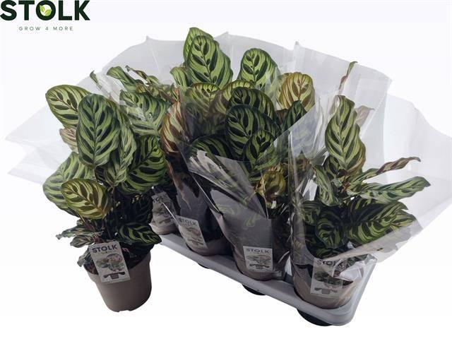 <h4>CALAT MAKOYANA</h4>