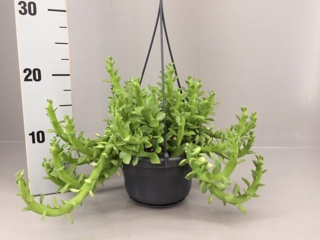 <h4>Euphorbia</h4>