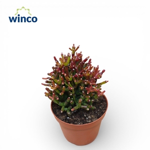 Hatiora Bambusoides Rubra