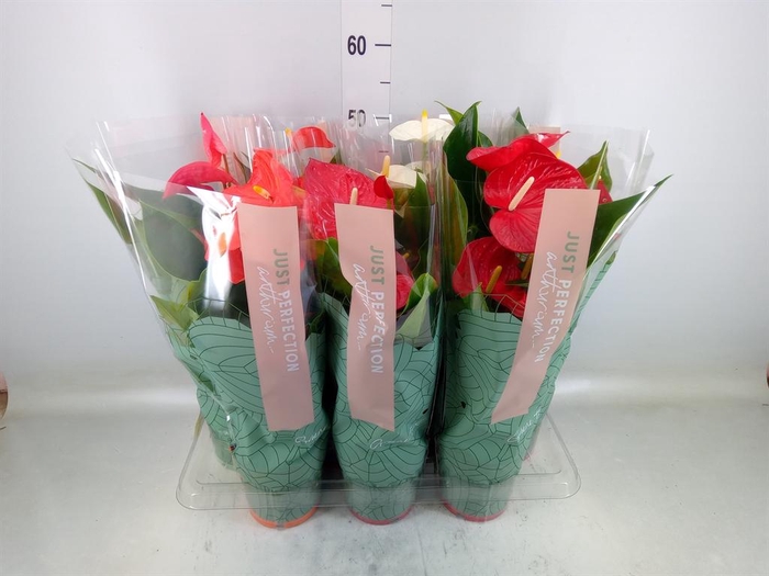 <h4>Anthurium   ...mix</h4>