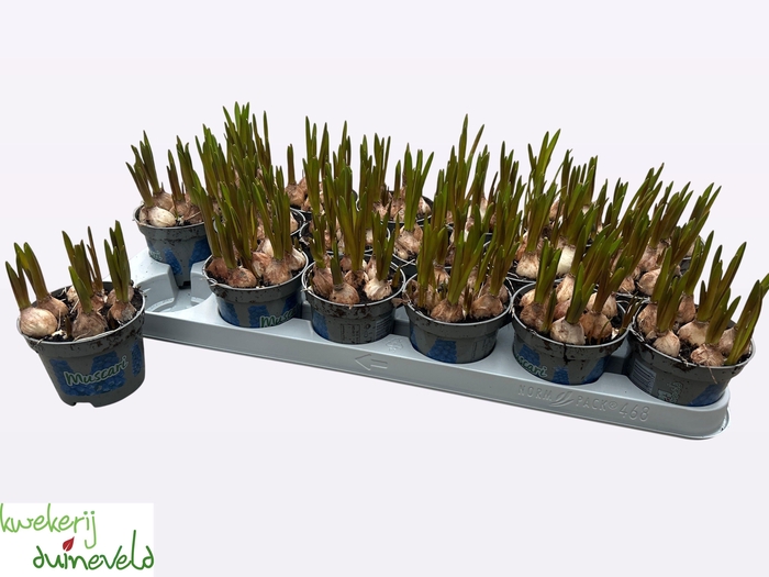 <h4>MUSCAR BLUE MAGIC</h4>