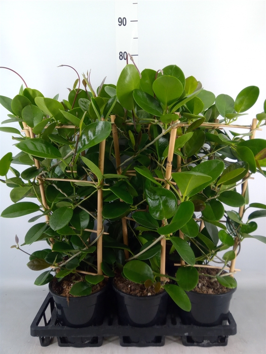 <h4>Hoya australis</h4>