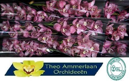 <h4>Sky Screaper 60</h4>