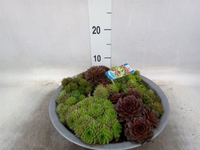 <h4>Sempervivum   ...</h4>