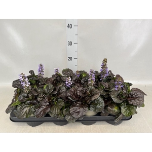 Ajuga reptans   ...