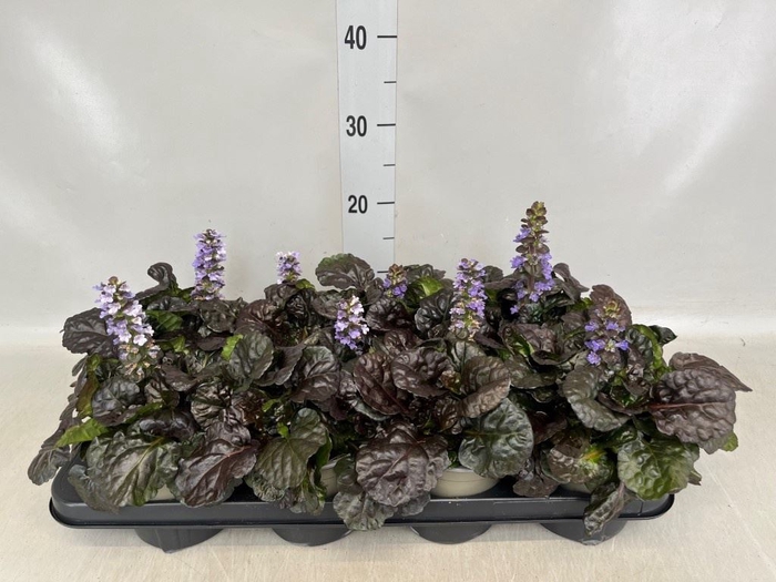 <h4>Ajuga reptans   ...</h4>