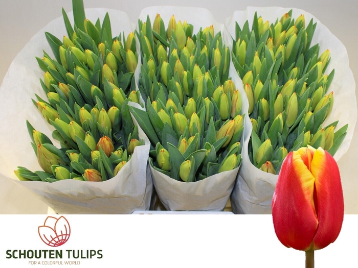 <h4>TU EN DOW JONES</h4>