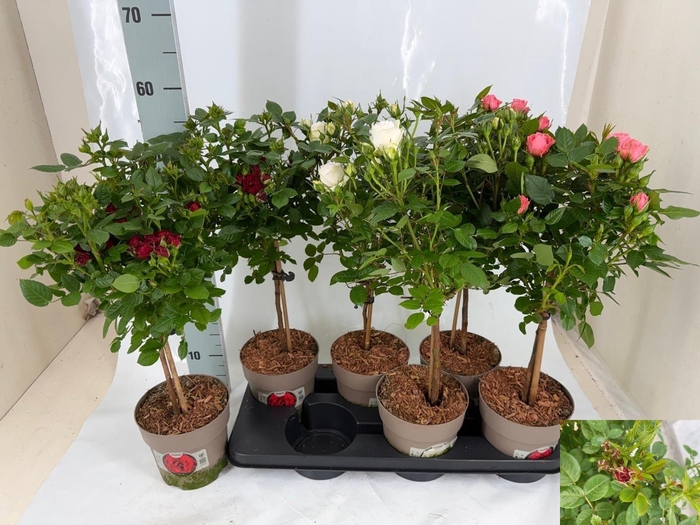 <h4>ROSA ST MIXKAR</h4>
