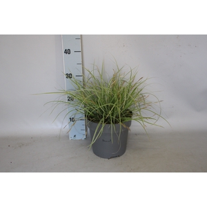 vaste planten 19 cm  Carex Feather Everest
