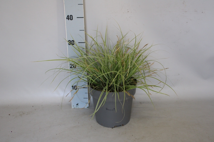 <h4>vaste planten 19 cm  Carex Feather Everest</h4>