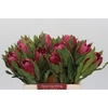 Protea Brenda