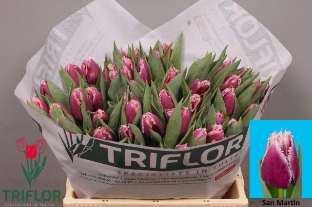 <h4>TU FR SAN MARTIN</h4>