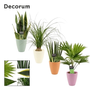 Autre plantes verde mélangé