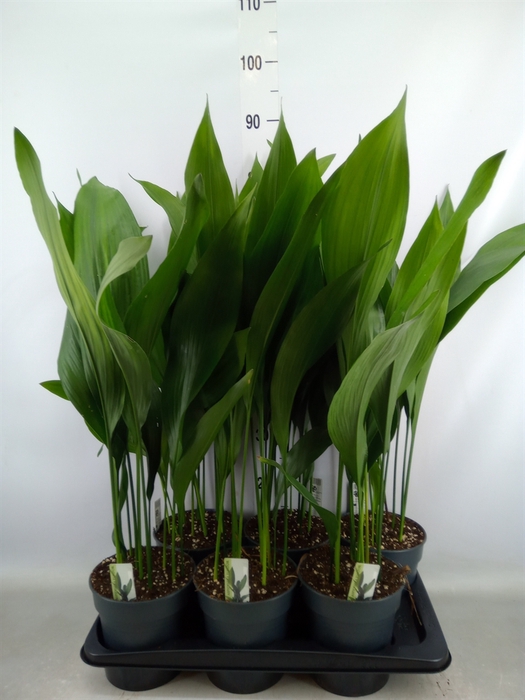 <h4>Aspidistra elat.</h4>