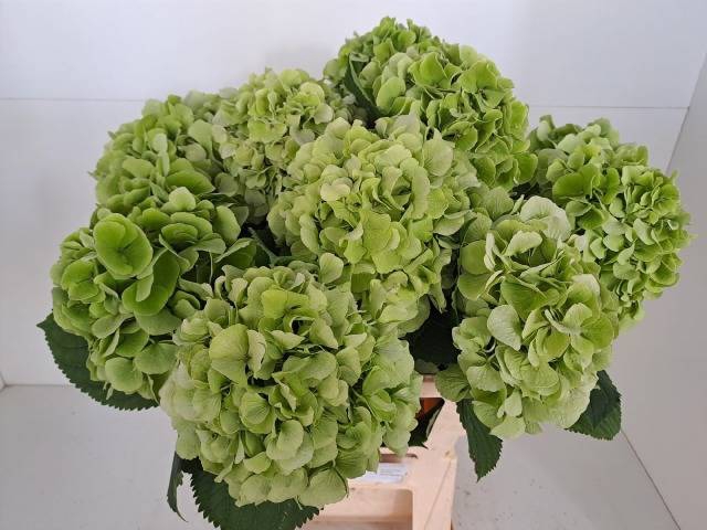 <h4>HYDR M CH VERENA CL</h4>