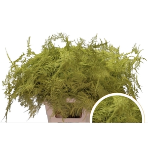Asparagus Ex Veren Geel x50