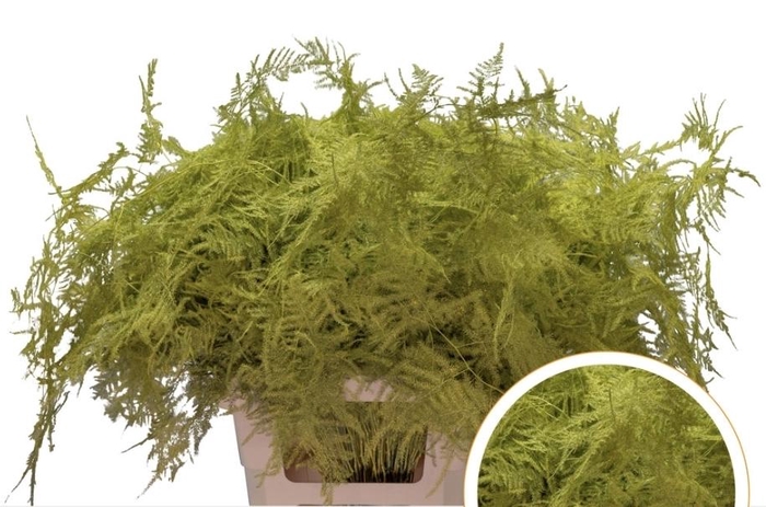 <h4>Asparagus Ex Veren Geel x50</h4>