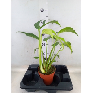 Monstera   ...