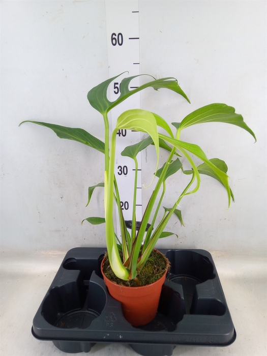 <h4>Monstera   ...</h4>