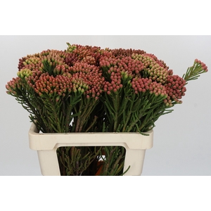 Kaaps Groen Red Brunia
