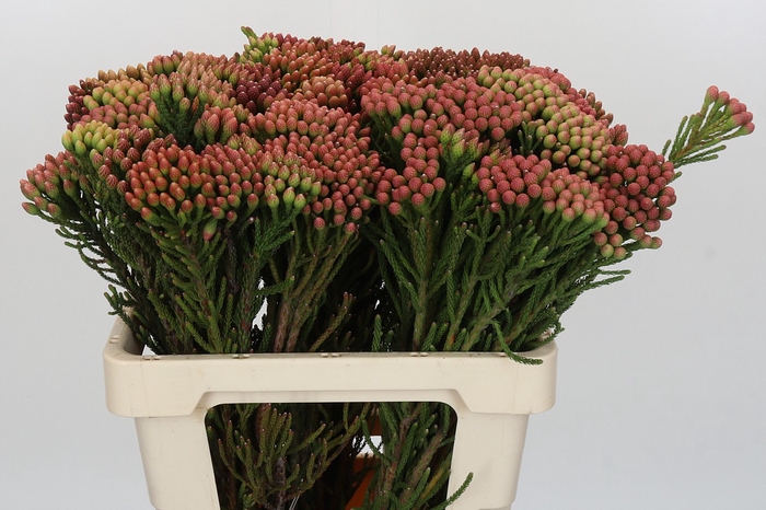 <h4>Kaaps Groen Red Brunia</h4>