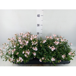 Diascia  'Piccadilly Appleblossom'