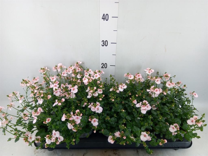 <h4>Diascia  'Piccadilly Appleblossom'</h4>