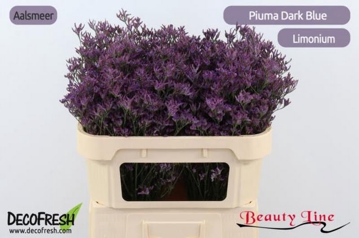 <h4>Limonium Safora Dark Blue Beauty</h4>