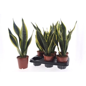 Sansevieria trifasciata Superba 12Ø 40cm