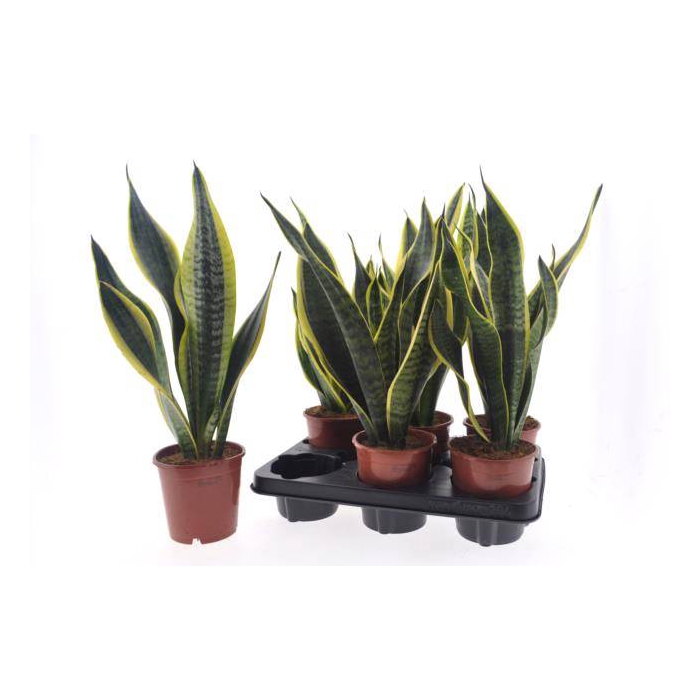 <h4>Sansevieria trifasciata Superba 12Ø 40cm</h4>