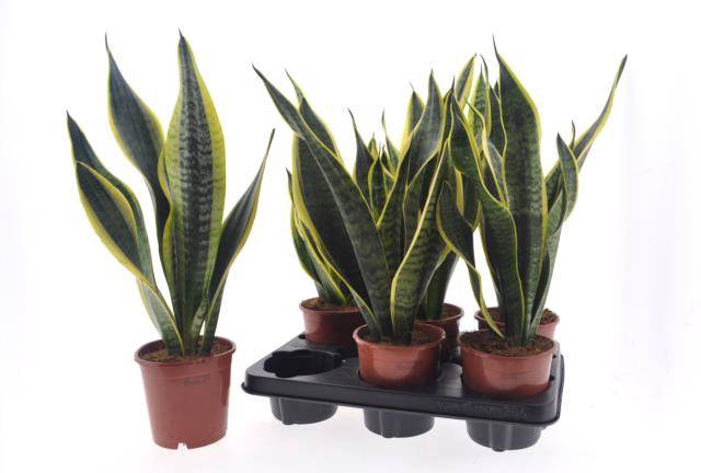 Sansevieria trifasciata Superba 12Ø 40cm