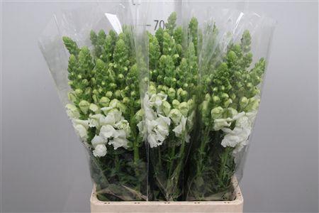 <h4>Antir It. White</h4>