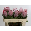 Protea Cynaroides