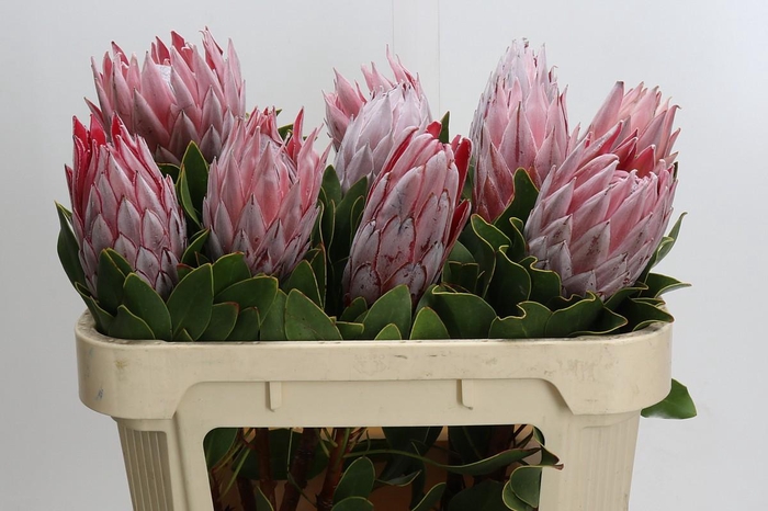 Protea Cynaroides
