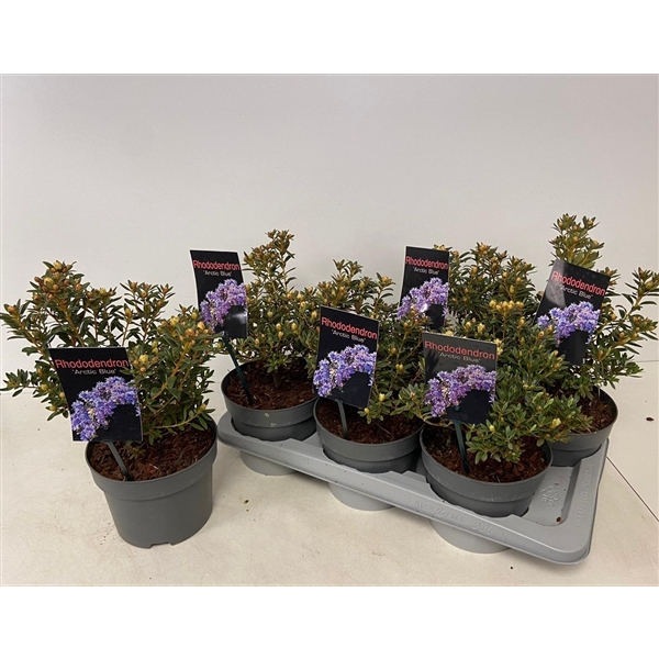 <h4>Rhododendron Ártic Blue' P17</h4>