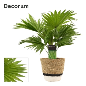 Livistona Rotundifolia 12 cm in Hanoi mand wit (Deco-coll.)