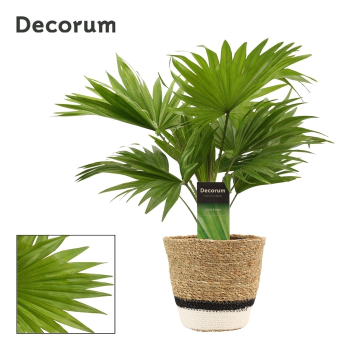 <h4>Livistona Rotundifolia 12 cm in Hanoi mand wit (Deco-coll.)</h4>