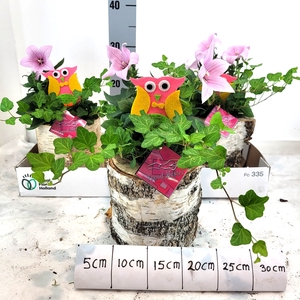 ARR TUINPLANTEN