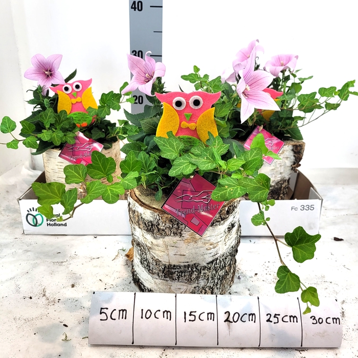 <h4>ARR TUINPLANTEN</h4>