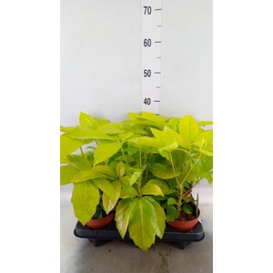 Schefflera actin.