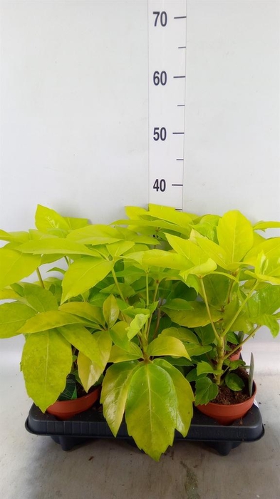<h4>Schefflera actin.</h4>