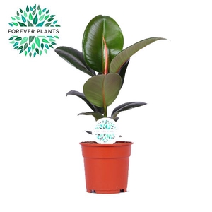 Ficus Elastica Robusta