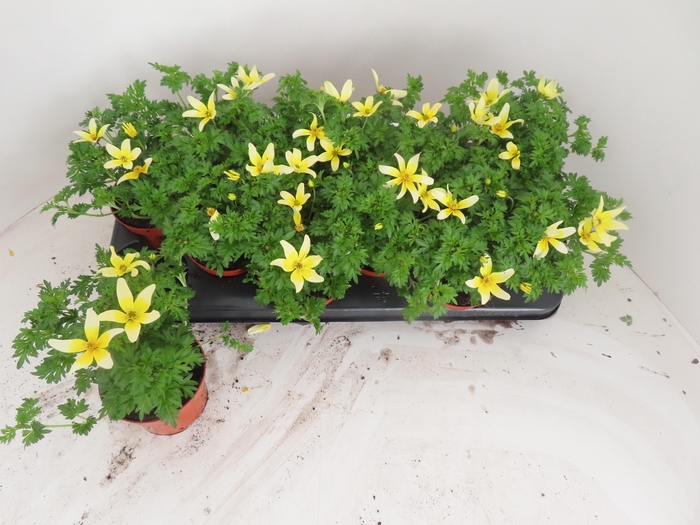 <h4>BID YELLOW CHARM</h4>