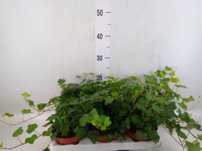 <h4>Hedera helix 'Wonder'</h4>