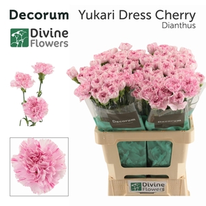 Di St Yukari Dress Code