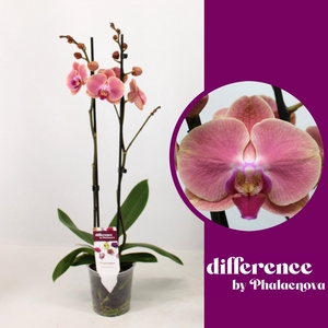 Felicja 2-tak 60cm (GROEN)