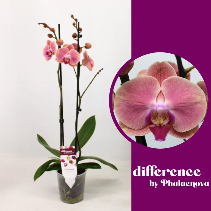 <h4>Felicja 2-tak 60cm (GROEN)</h4>