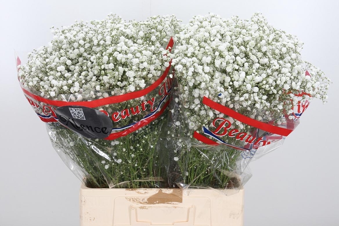 <h4>Gyps Pa Xlence</h4>