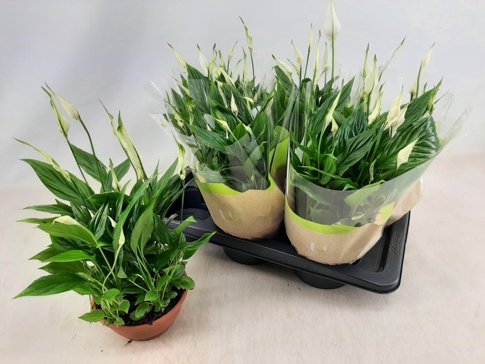 <h4>SPATH CHOPIN</h4>